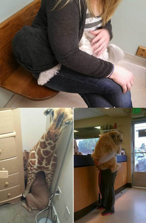 Животнеы на приёме у ветеринара