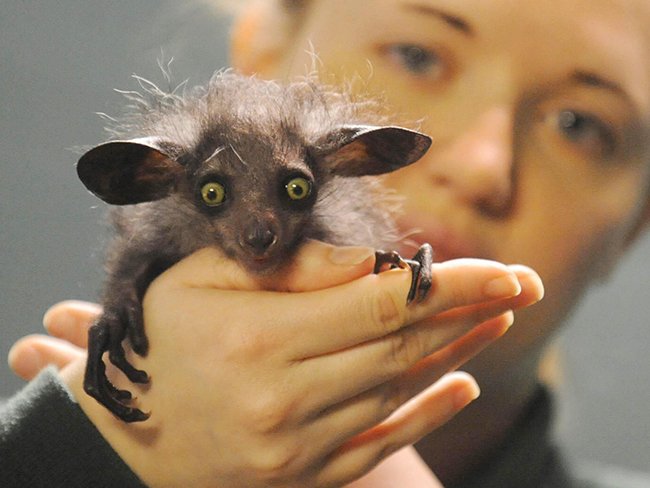 Милая мадагаскарская руконожка