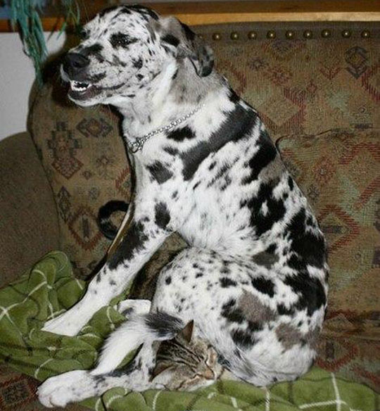 Собачки, которые "обожают" котов