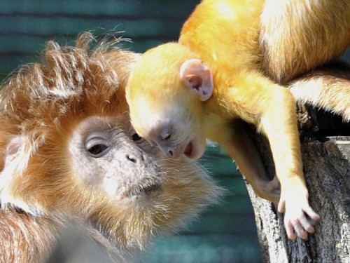 Отцы и дети