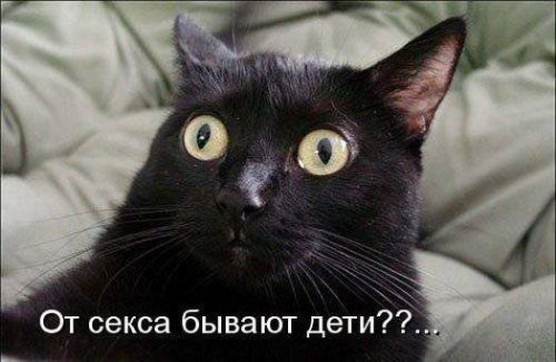 Забавные котоматрицы