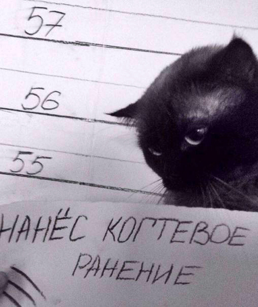 Животные - рецидивисты