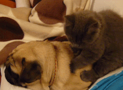 Массаж от котэ