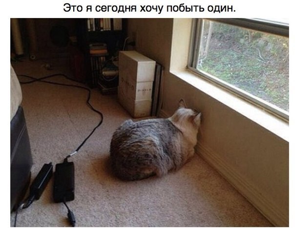 Животные, которые ведут себя совсем как я