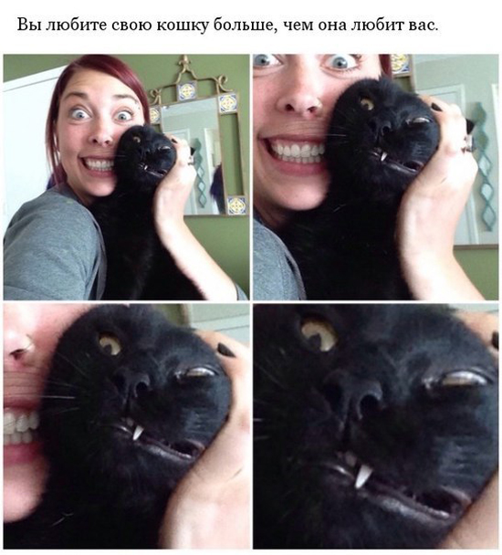 Владельцы котов поймут
