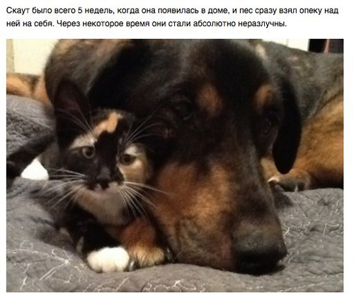 История, которая трогает до слез