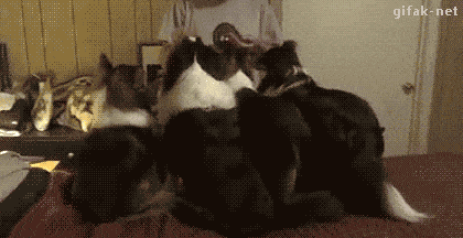 Умный песик