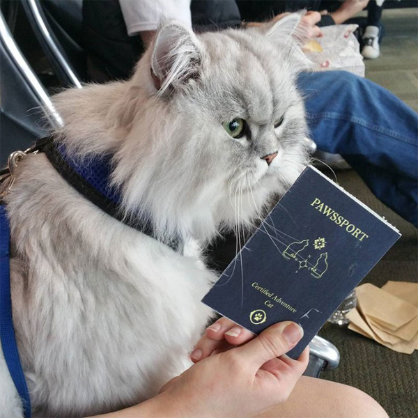Кот, который путешествует по всему миру