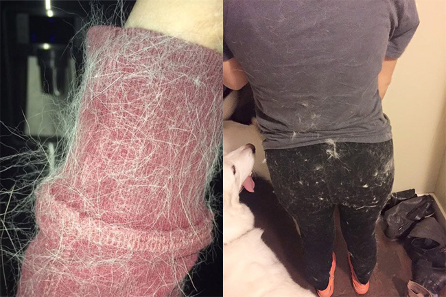 Счастье иметь питомца дома