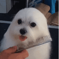 Тюлень или собака?