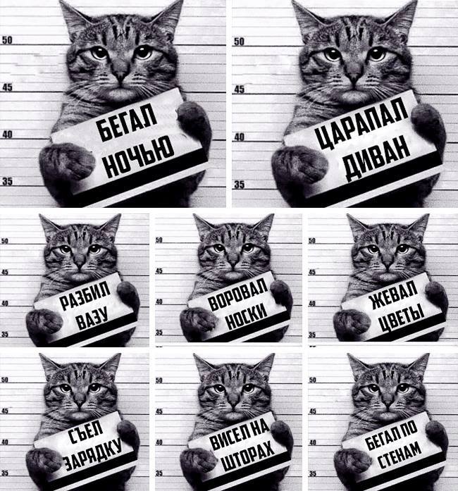 Скрытая сторона кота