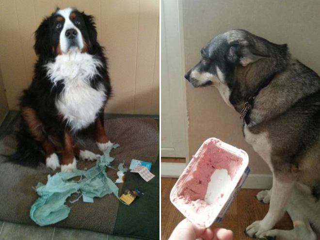 ТОП 14 коварных собак-шкодников