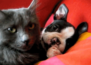 А стучаться не учили?