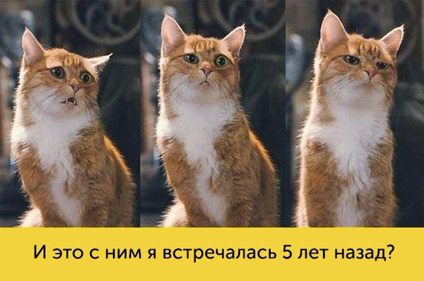 Богатая мимика котиков
