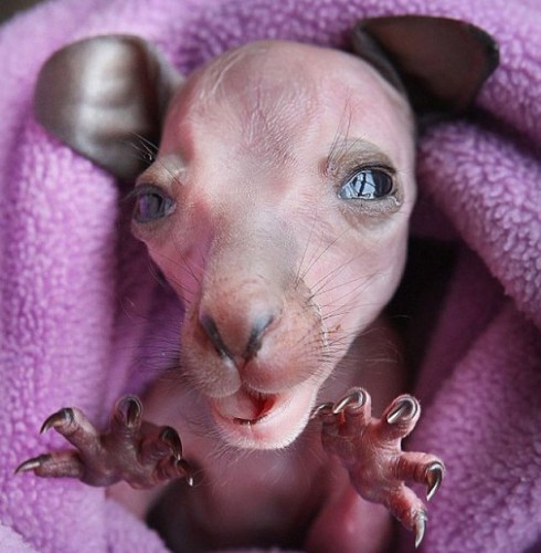 Зато я белый и пуфистый