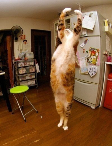 Танцующие котики