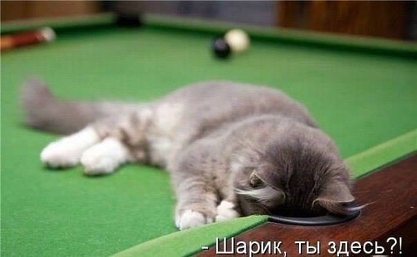 ТОП лучших котоматриц