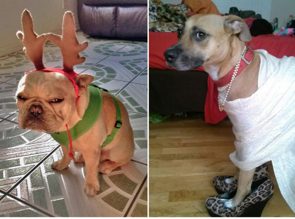 Мой хозяин - идиот!