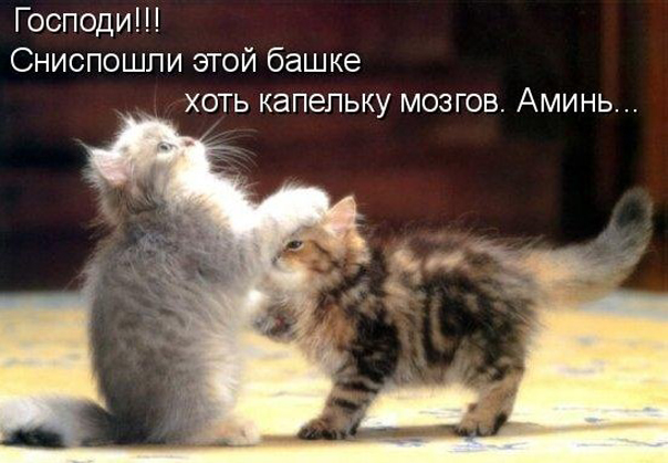 ТОП лучших котоматриц