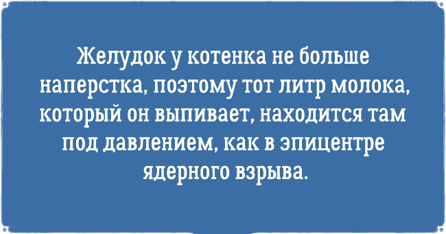 Смешные картинки про котов