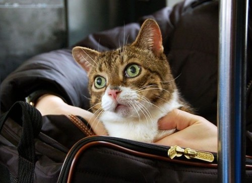 Коты - это гангстеры:)))