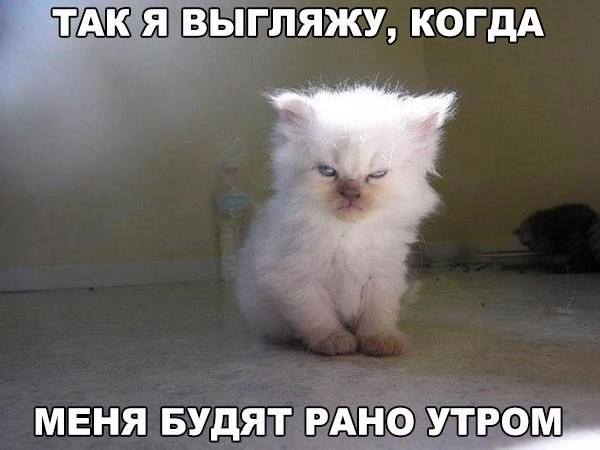 Мое "довольное" лицо по утрам