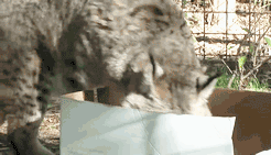 Кошка, она и в Африке кошка