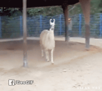 Галя балувана