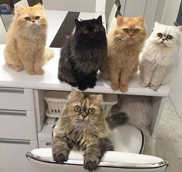 Завел одного котика, и тут понеслось...