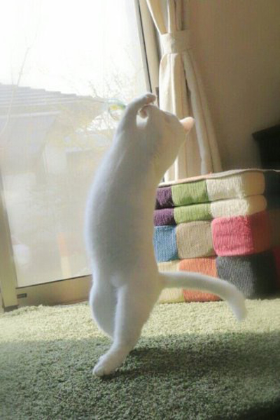 Это я, когда никого нет дома