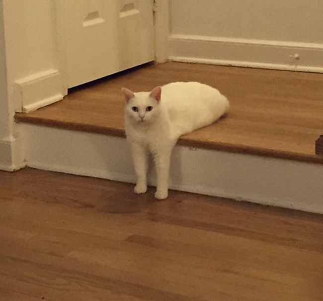 Котик стал звездой фотожаб