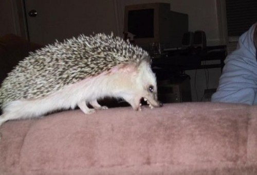 РваАААач +_+