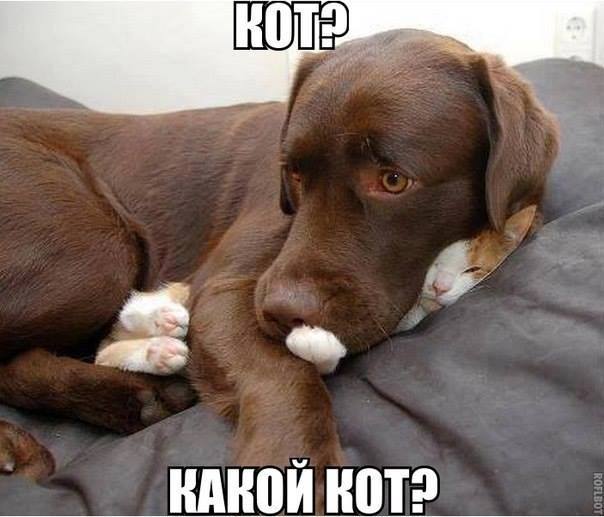 Кот? Какой кот?