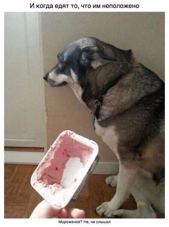 Проказники, которым мы всё прощаем