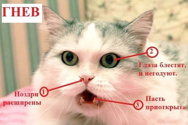 Что чувствует кошка при виде вас?