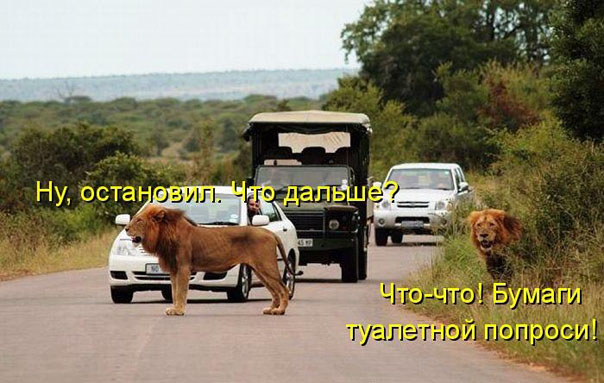 Подборка милых котоматриц