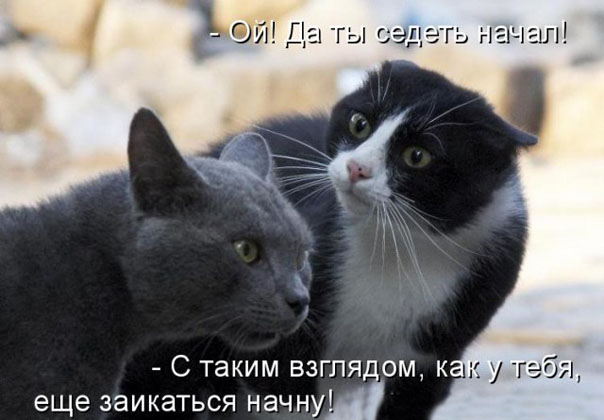 ТОП лучших котоматриц