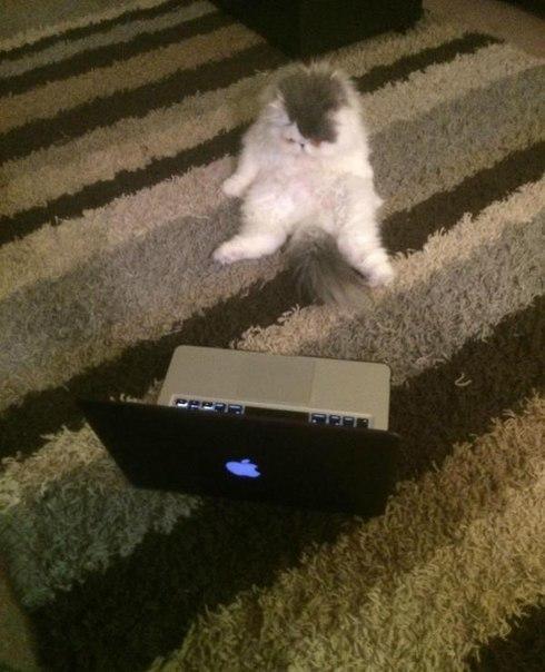 Кот, который обожает мультики