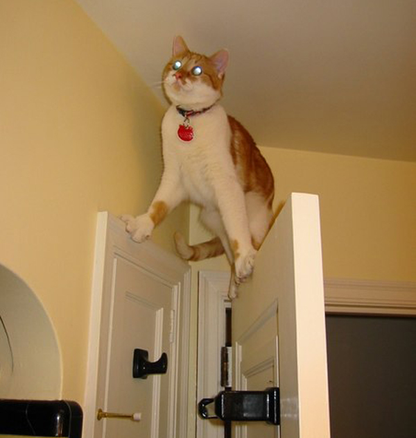 10 котов, которых жизнь завела в тупик