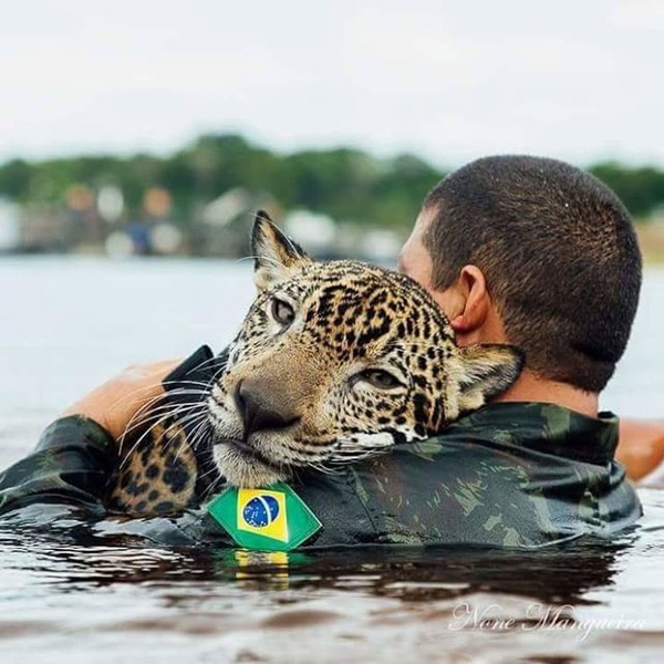 Бразильские солдаты спасли ягуара во время наводнения