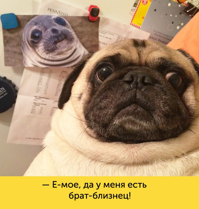 ТОП 15 собак с невероятной мимикой