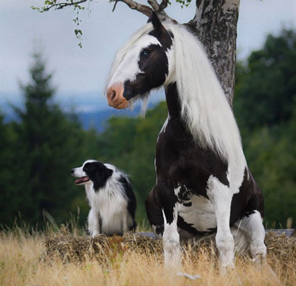 Братья по цвету