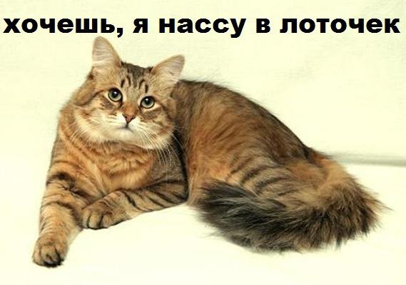 Песня "Хочешь" в исполнении кота