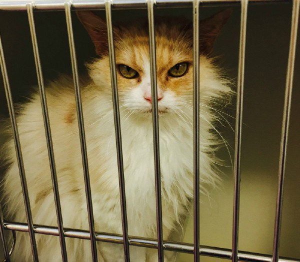 Кота забрали из приюта, он безумно рад