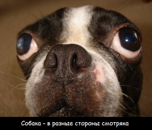 Собаки смешняки