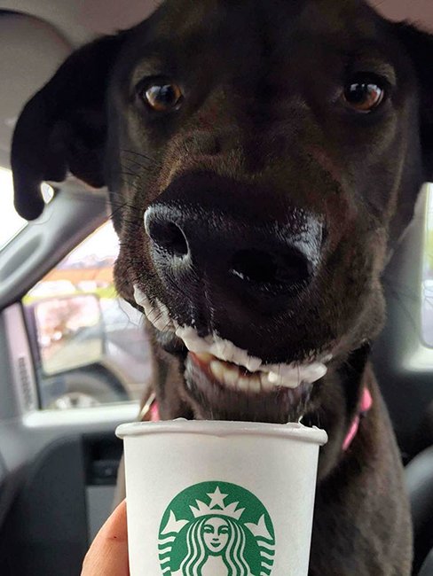 Собачки, которые обожают кофе