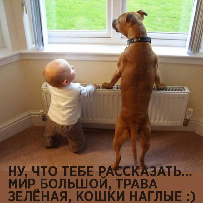 А кошки наглые