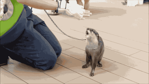 Царь! очень приятно!