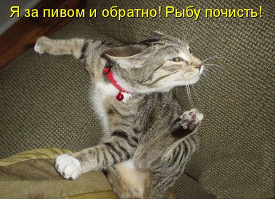 ТОП лучших котоматриц