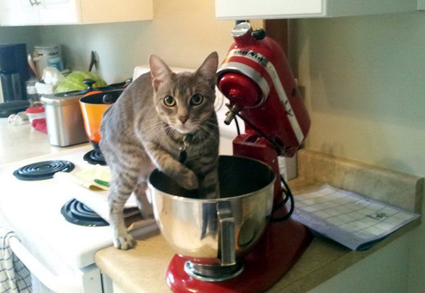 Пушистые воришки